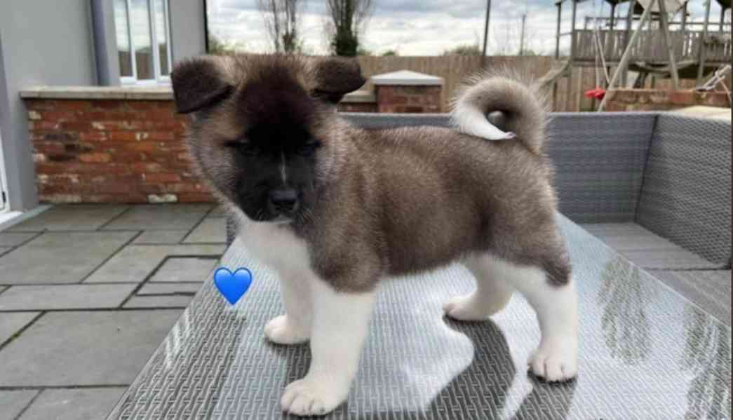 Nádherná štěňátka American Akita jsou k dispozici do nových  - foto 1