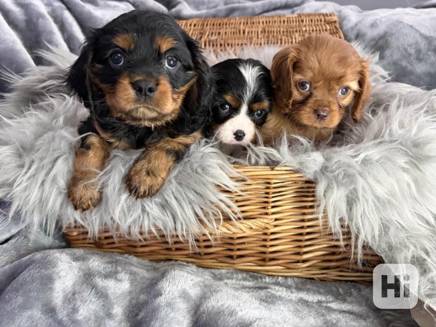 Štěňata kavalírského king charles španěla k dispozici - foto 1