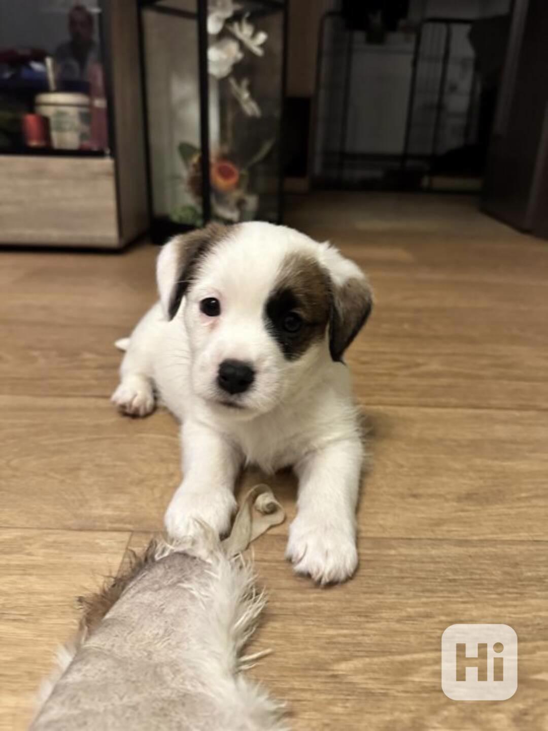 Krásná štěňátka Jack Russell - foto 1