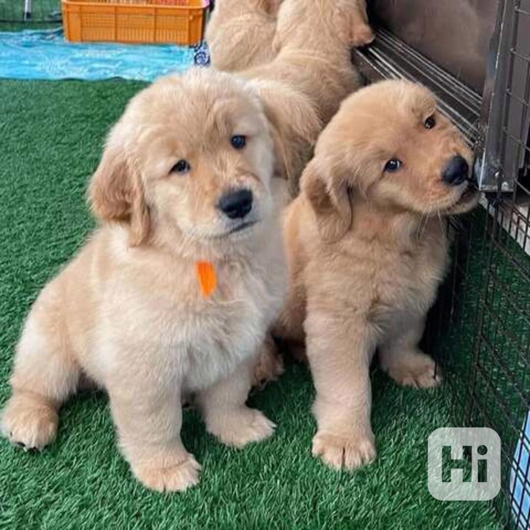 štěně zlatého retrívra zdarma k adopci - foto 1