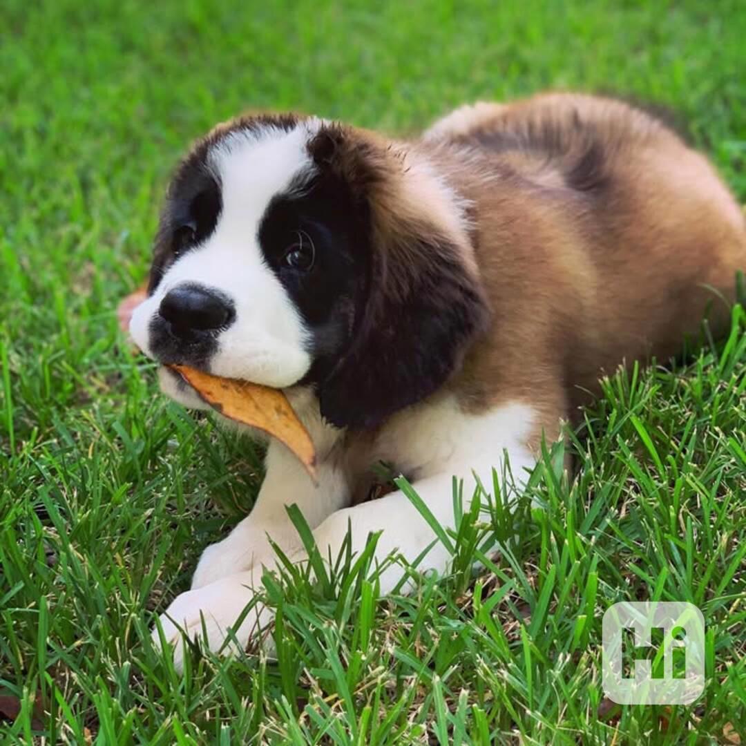 Adoptujte si ho, prosím - foto 1