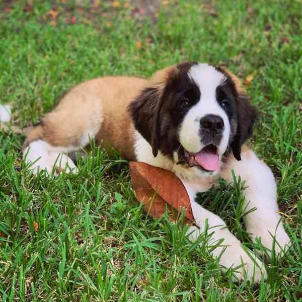 Adoptujte si ho, prosím - foto 2