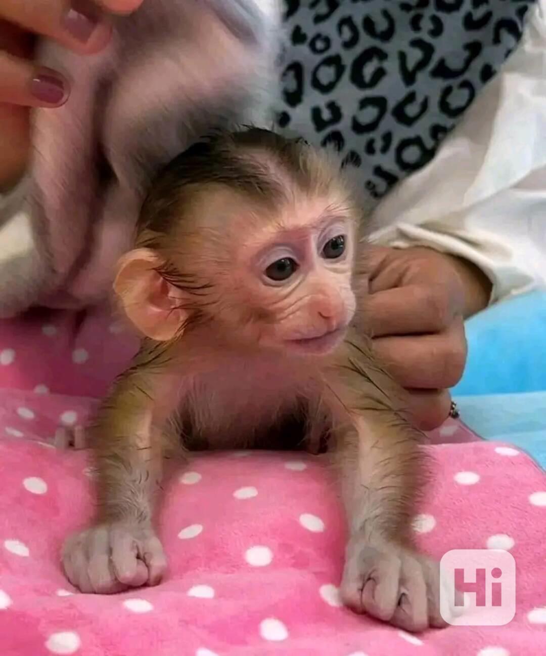 Domácí cvičená kapucínská opice - foto 1