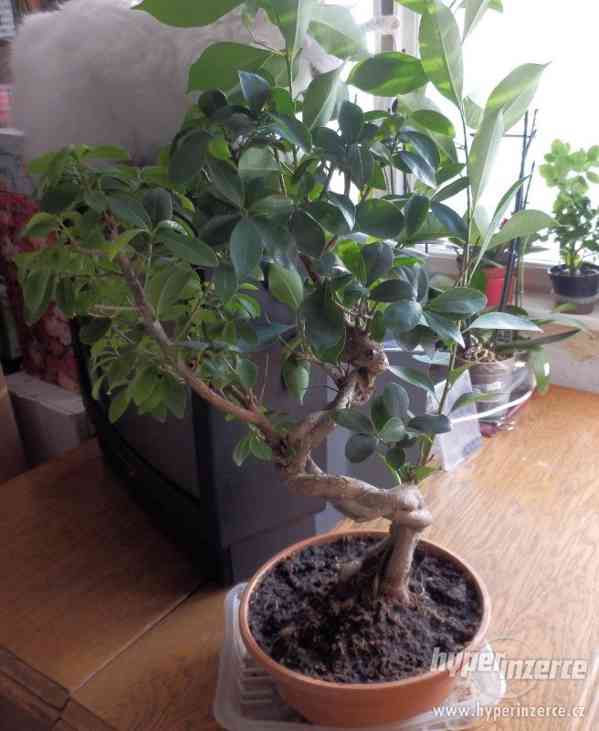 Bonsaj Ficus Ginseng - foto 1
