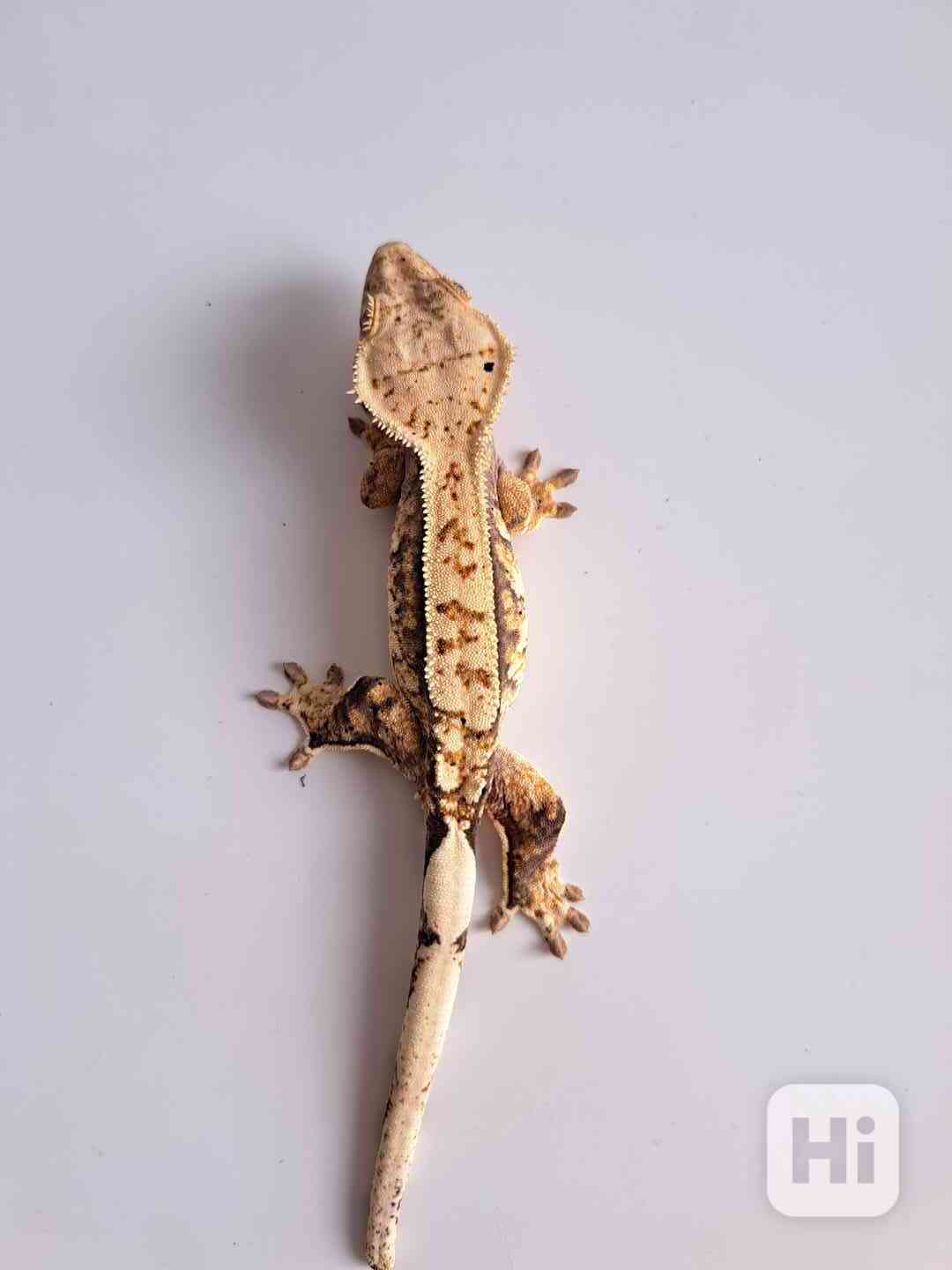 pagekon řasnatý - foto 1