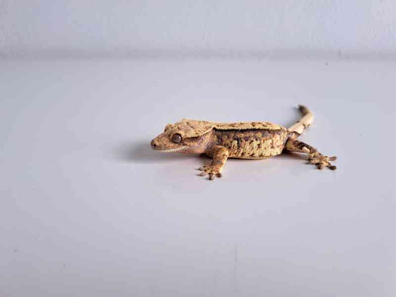 pagekon řasnatý - foto 2