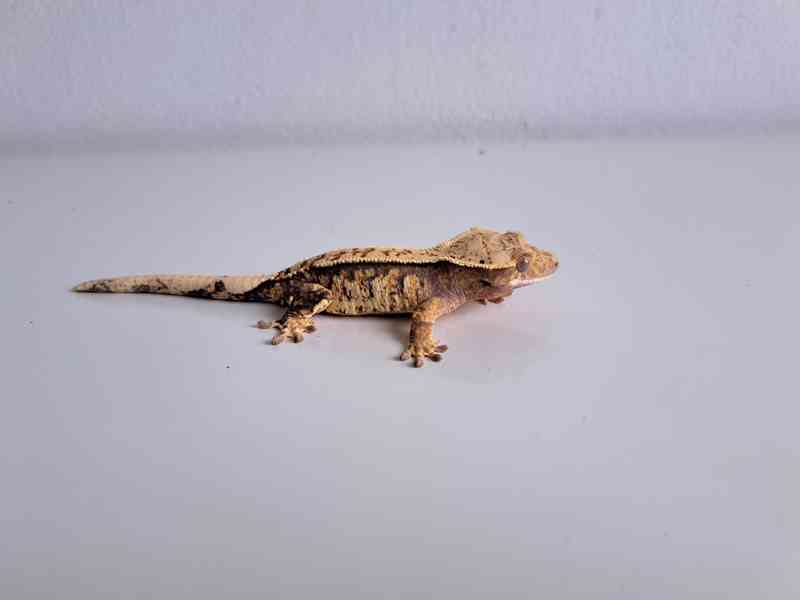 pagekon řasnatý - foto 3