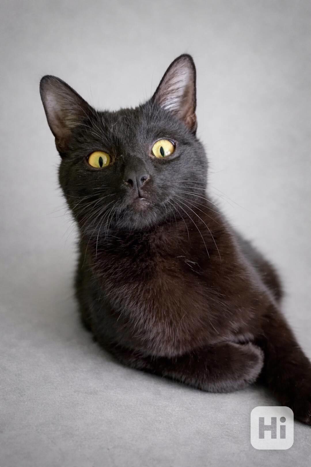 KILIX - kastrovaný kocourek 10 měsíců  - foto 1