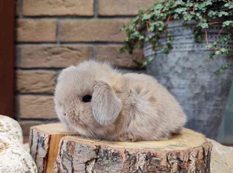 Zakrslý králíček, beránek, anglický minilop - foto 1