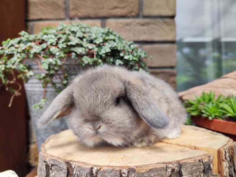 Zakrslý králíček, beránek, anglický minilop - foto 6