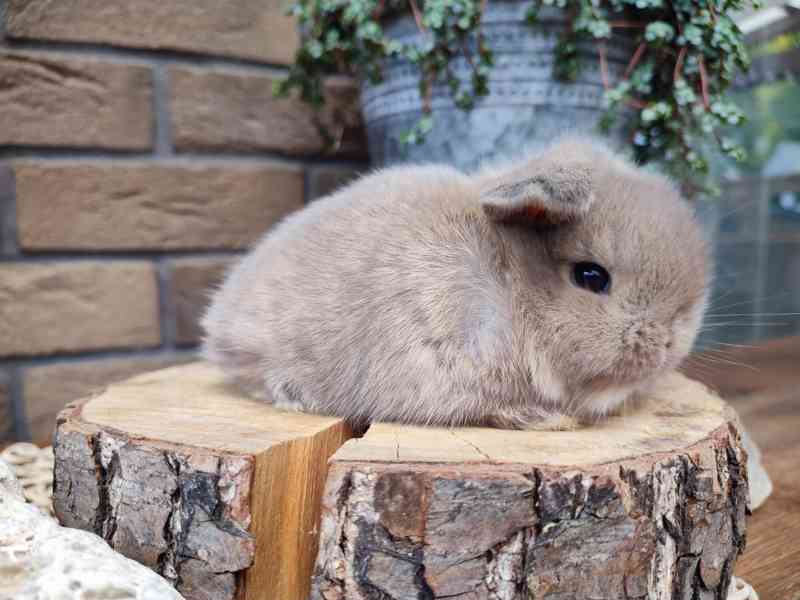 Zakrslý králíček, beránek, anglický minilop - foto 4