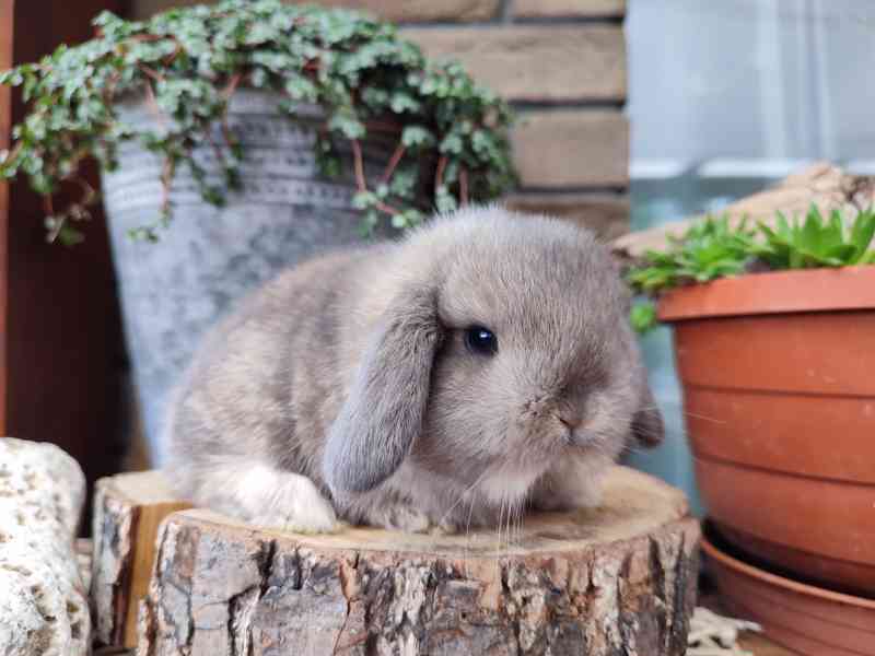 Zakrslý králíček, beránek, anglický minilop - foto 5