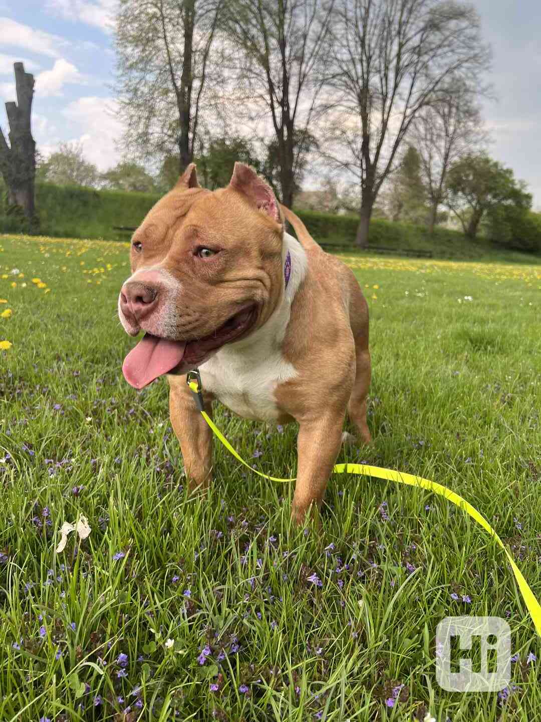 American Bully s pp ABKC - foto 1