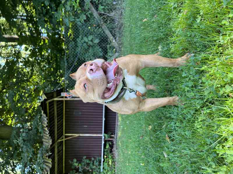 American Bully s pp ABKC - foto 2