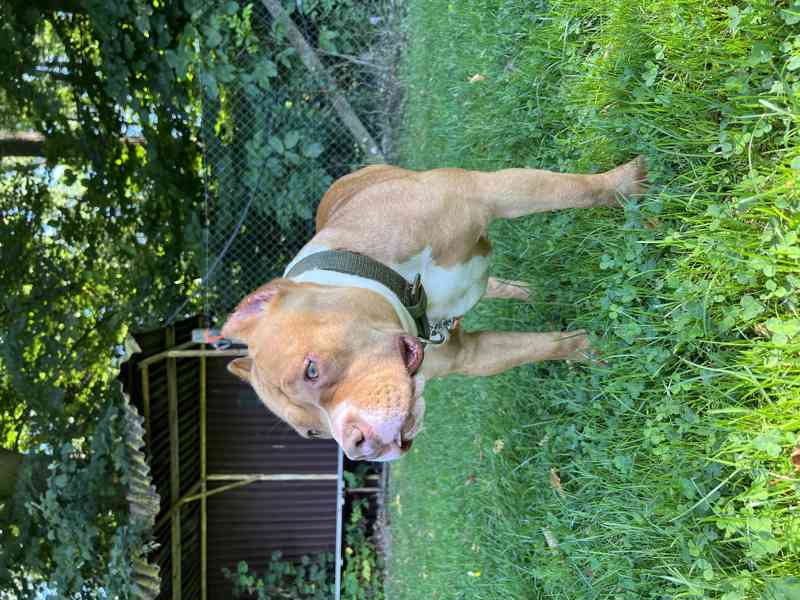 American Bully s pp ABKC - foto 3