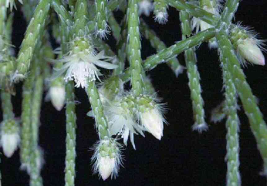 Rhipsalis pilocarpa - převislý kaktus - květník 4x4x4cm - foto 3