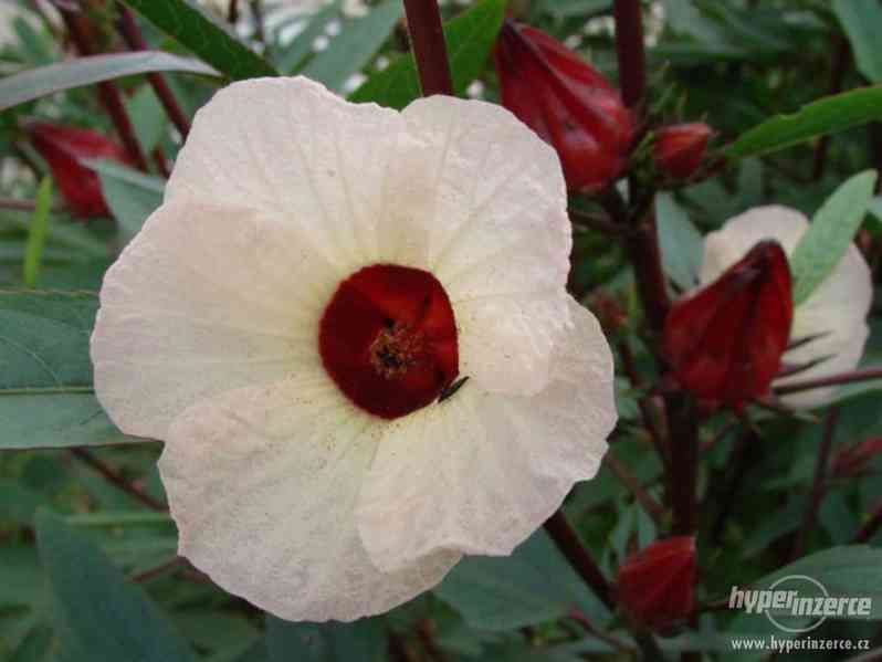 Ibišek súdánský hibiscus sabdariffa - semena 10 ks - foto 1