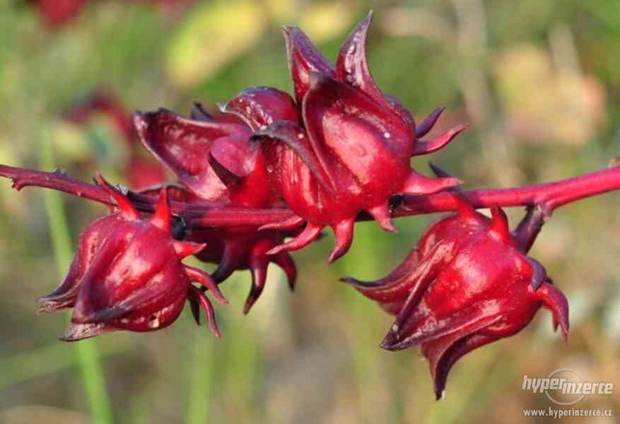Ibišek súdánský hibiscus sabdariffa - semena 10 ks - foto 2