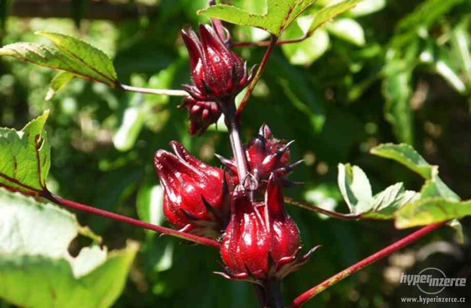 Ibišek súdánský hibiscus sabdariffa - semena 10 ks - foto 3