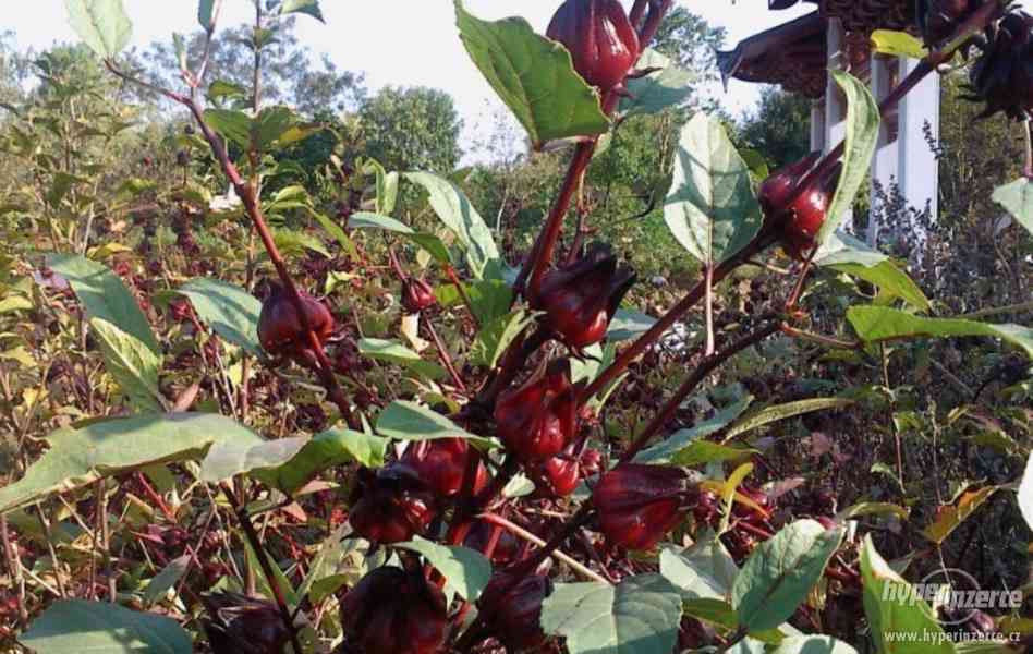 Ibišek súdánský hibiscus sabdariffa - semena 10 ks - foto 4
