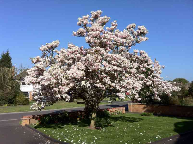 Magnolie (Magnolia x soulangeana) - 40 - 60 cm - foto 3