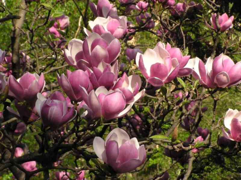 Magnolie (Magnolia x soulangeana) - 40 - 60 cm - foto 1