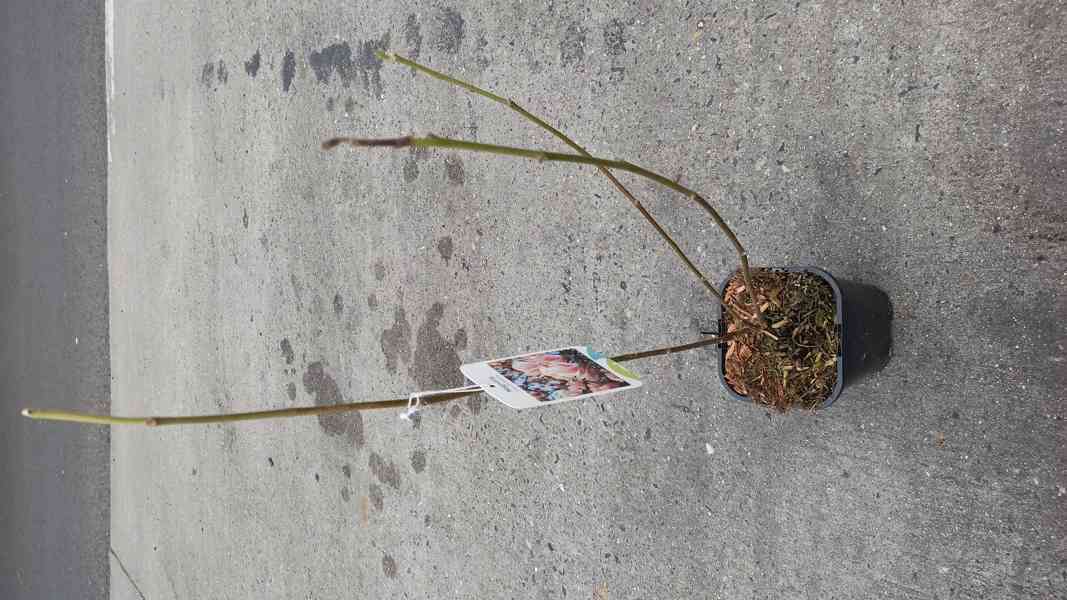 Magnolie (Magnolia x soulangeana) - 40 - 60 cm - foto 2