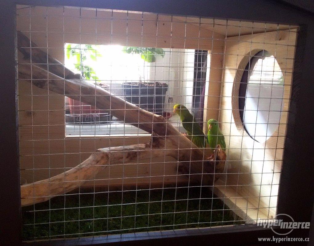 Daruji 2 papoušky Forpus (Papoušíček šedokřídlý) - foto 1