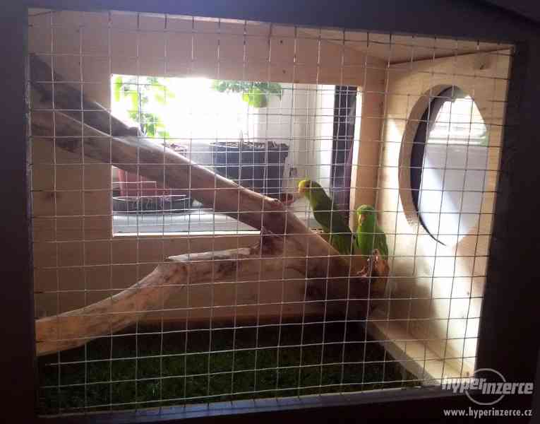 Daruji 2 papoušky Forpus (Papoušíček šedokřídlý) - foto 1