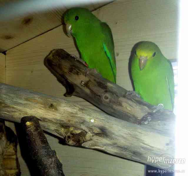 Daruji 2 papoušky Forpus (Papoušíček šedokřídlý) - foto 2