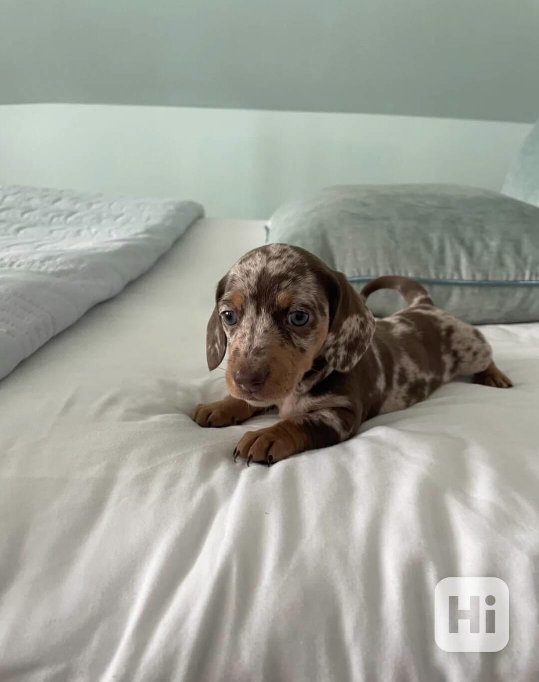 Rozkošná štěňátka miniaturního jezevčíka - foto 1