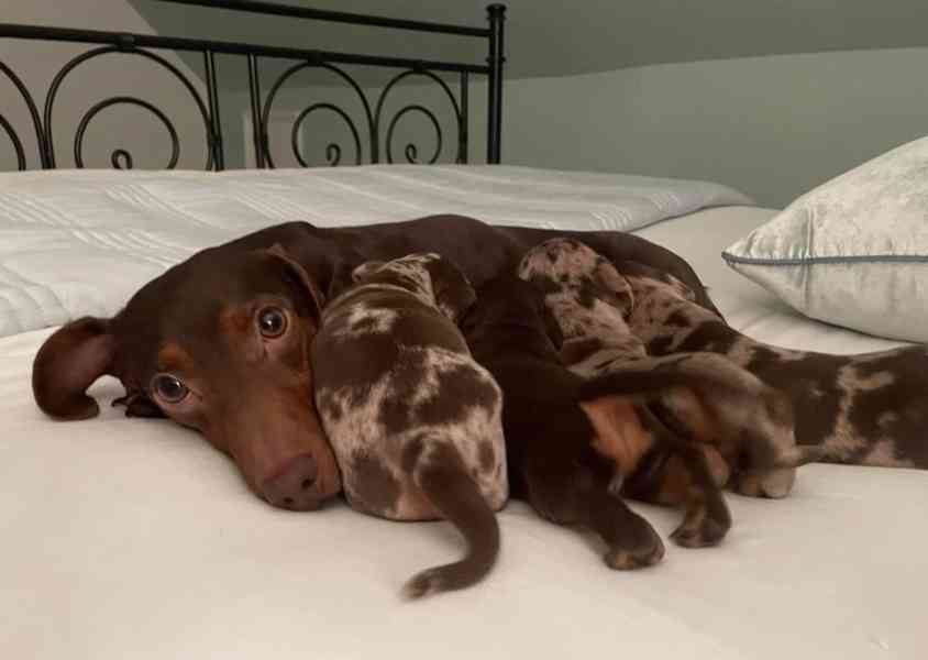 Rozkošná štěňátka miniaturního jezevčíka - foto 3