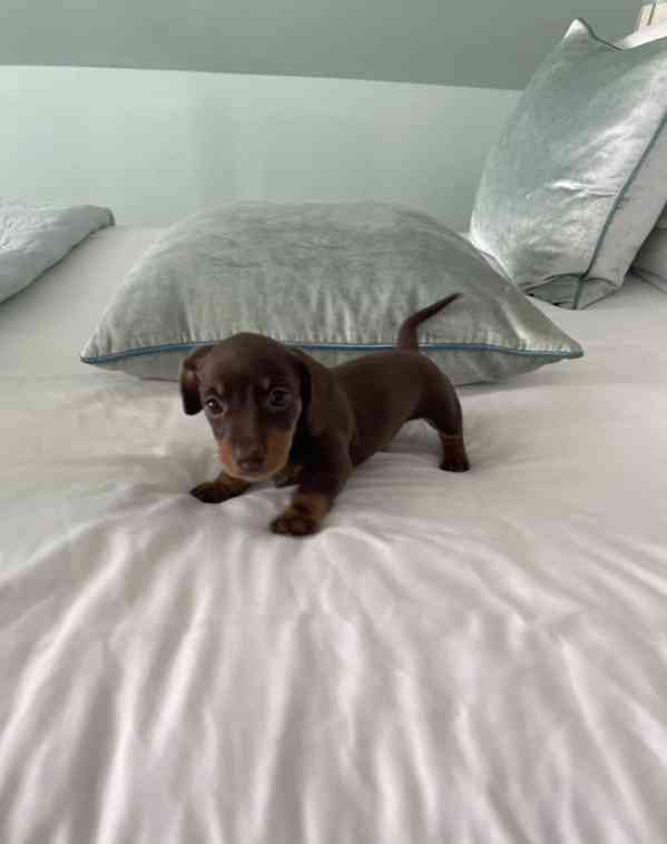 Rozkošná štěňátka miniaturního jezevčíka - foto 2