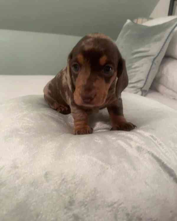 Rozkošná štěňátka miniaturního jezevčíka - foto 5