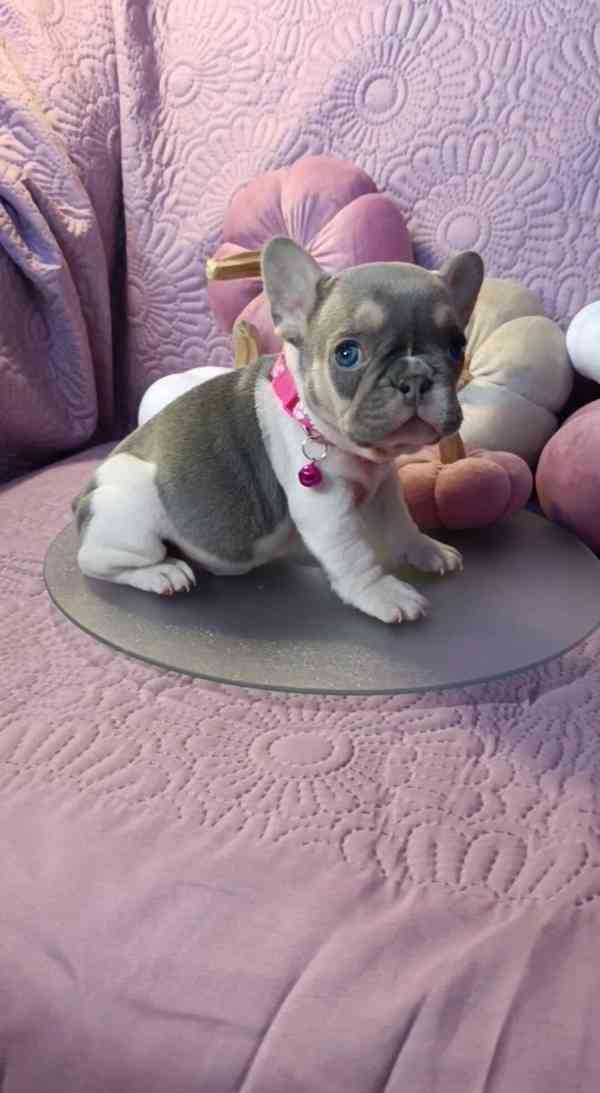 Zdarma Dobře vycvičená štěňata francouzského buldočka - foto 1