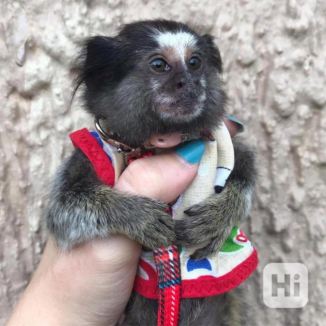 Opice marmoset připravené k adopci - foto 1