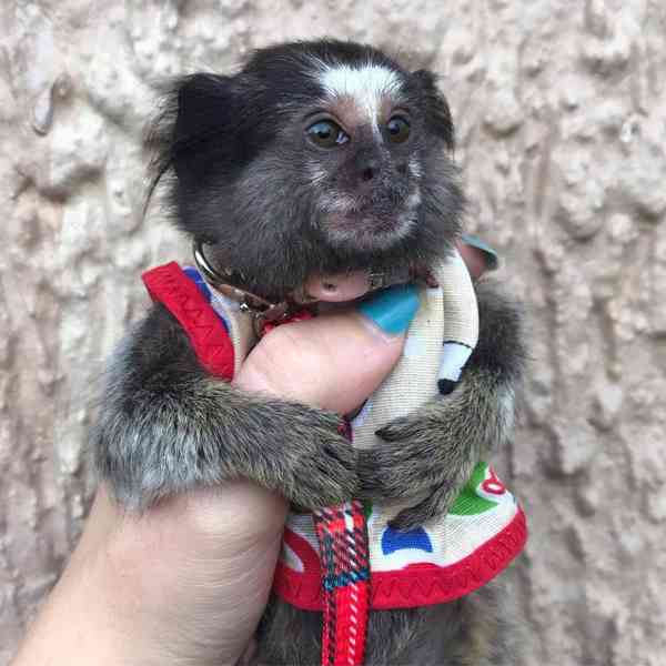 Opice marmoset připravené k adopci - foto 1