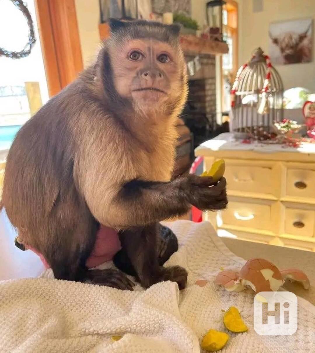  Znovunajímání roztomilých kapucínských opic - foto 1