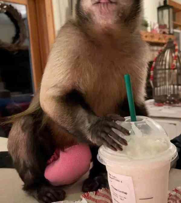  Znovunajímání roztomilých kapucínských opic - foto 2