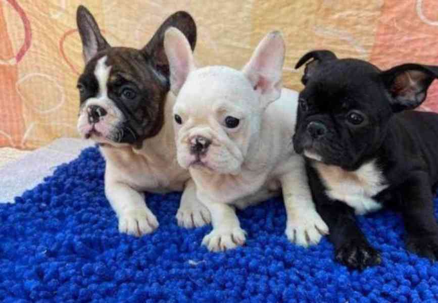 štěňata francouzského buldočka - foto 1