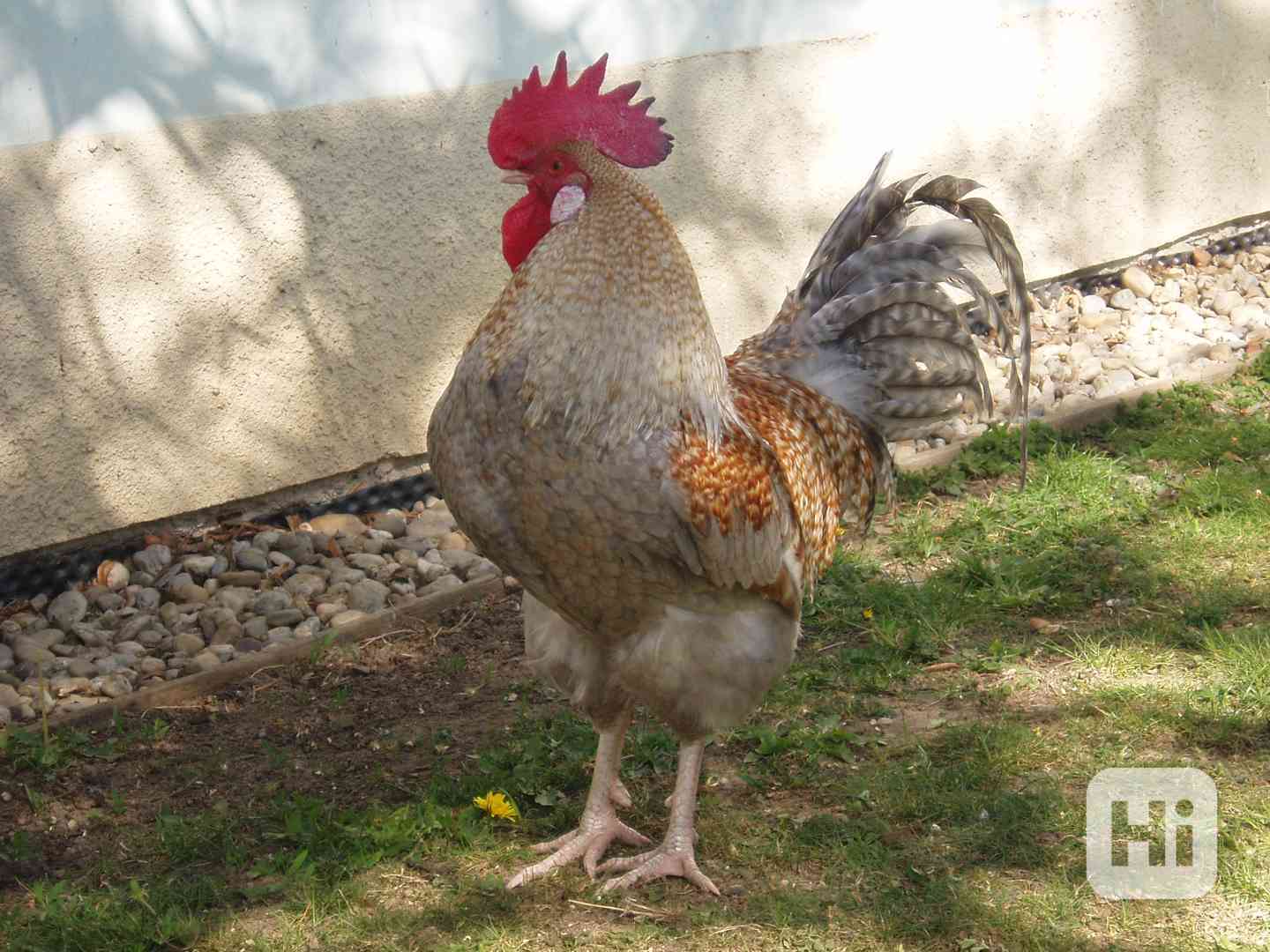 Nádherbě zbarvený kohout do chovu na prodej - foto 1