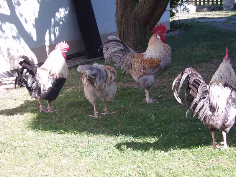 Nádherbě zbarvený kohout do chovu na prodej - foto 22