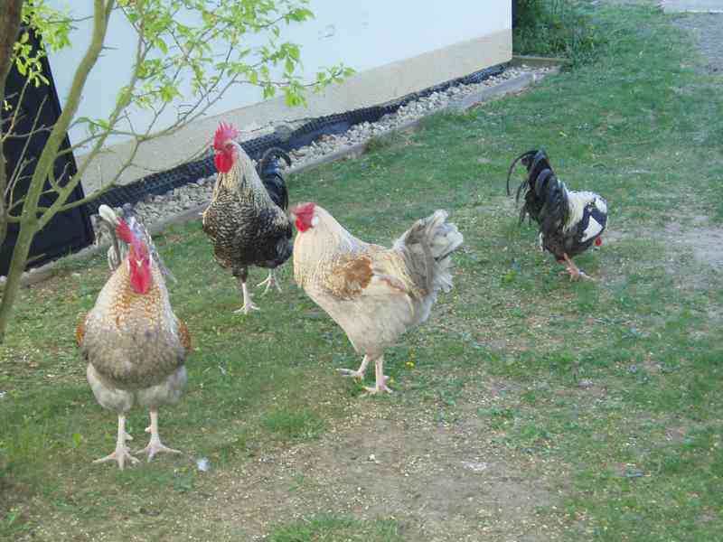 Nádherbě zbarvený kohout do chovu na prodej - foto 25