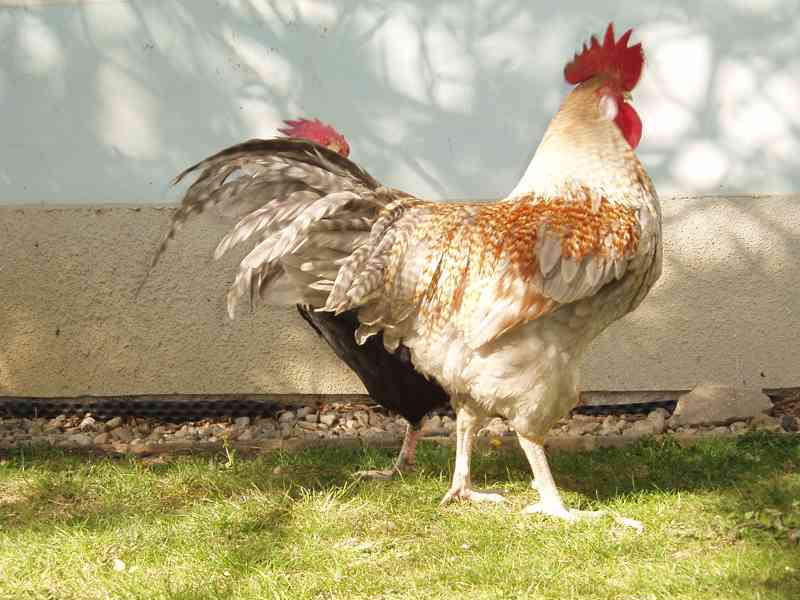 Nádherbě zbarvený kohout do chovu na prodej - foto 24