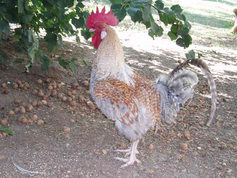 Nádherbě zbarvený kohout do chovu na prodej - foto 12