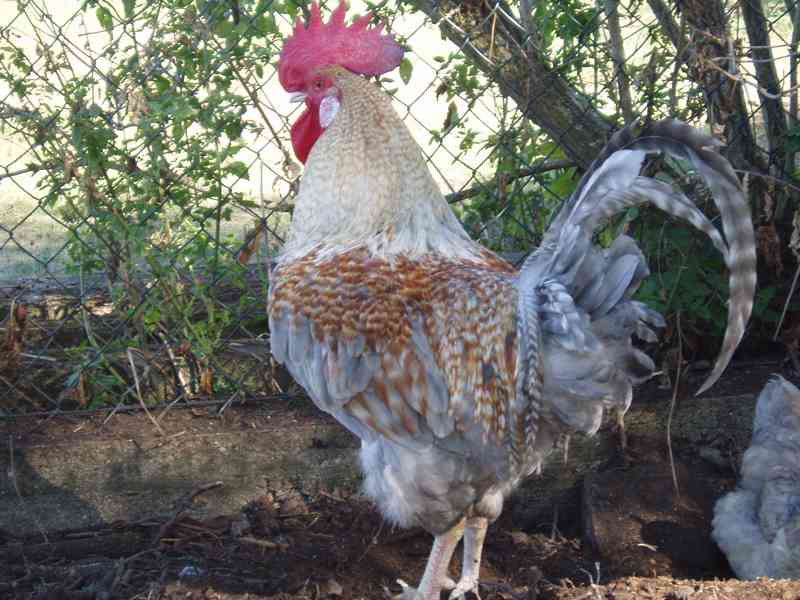 Nádherbě zbarvený kohout do chovu na prodej - foto 3