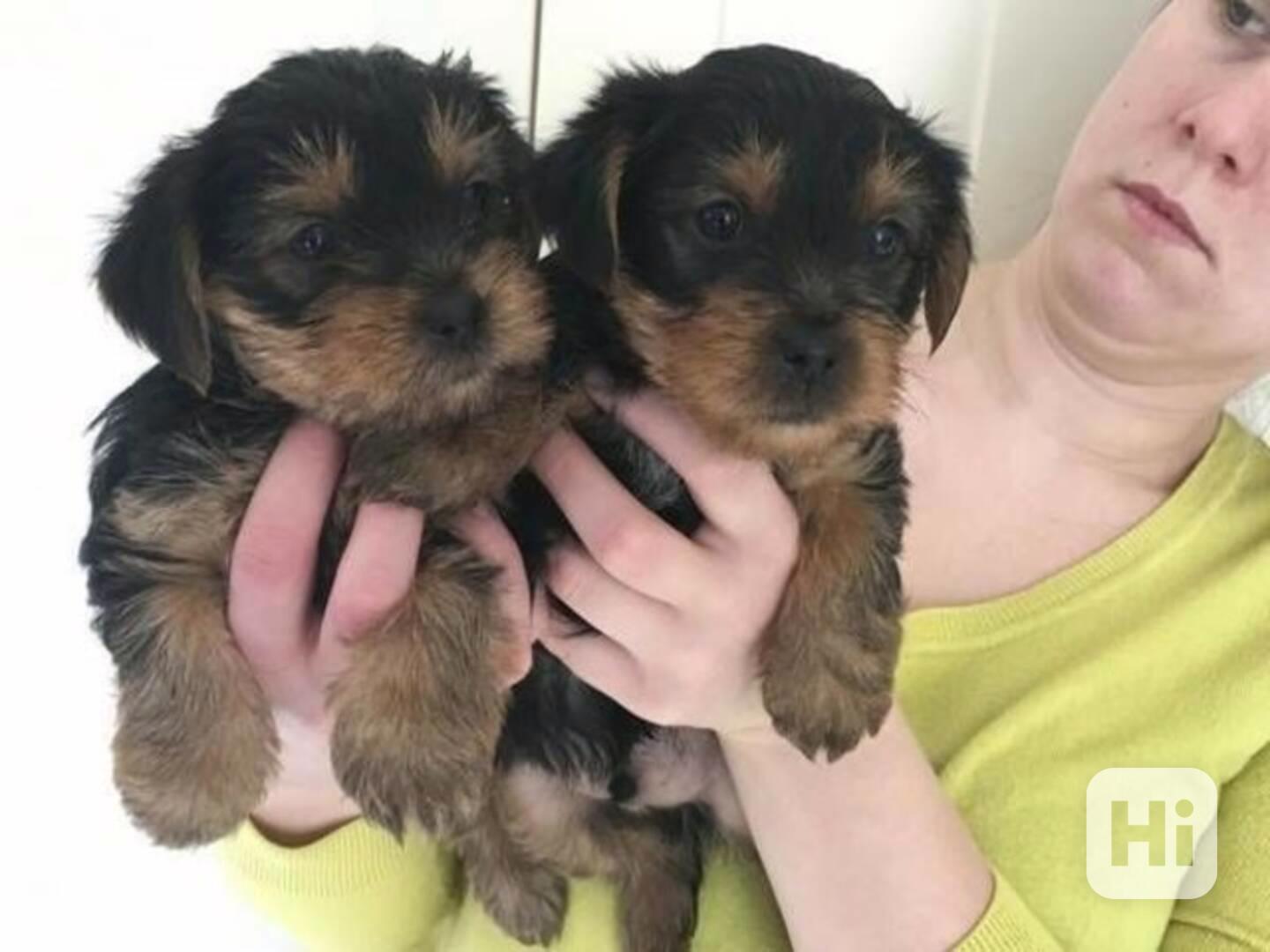 štěňata Yorkie k adopci  - foto 1