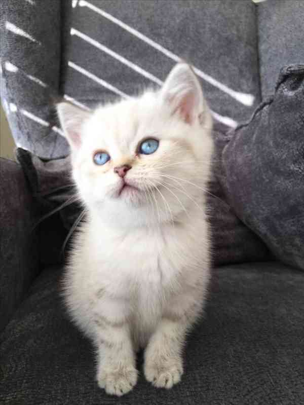 British short hair kittens 1 week - foto 3