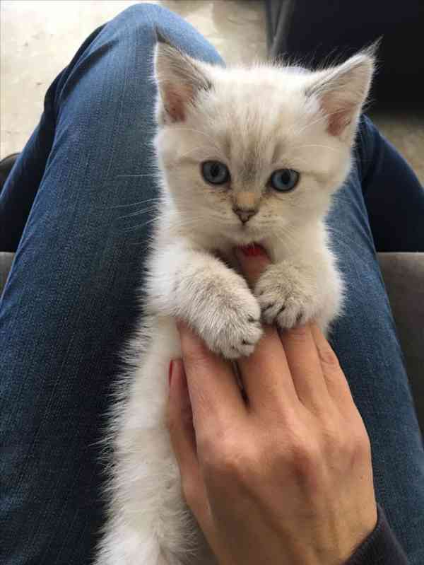 British short hair kittens 1 week - foto 1