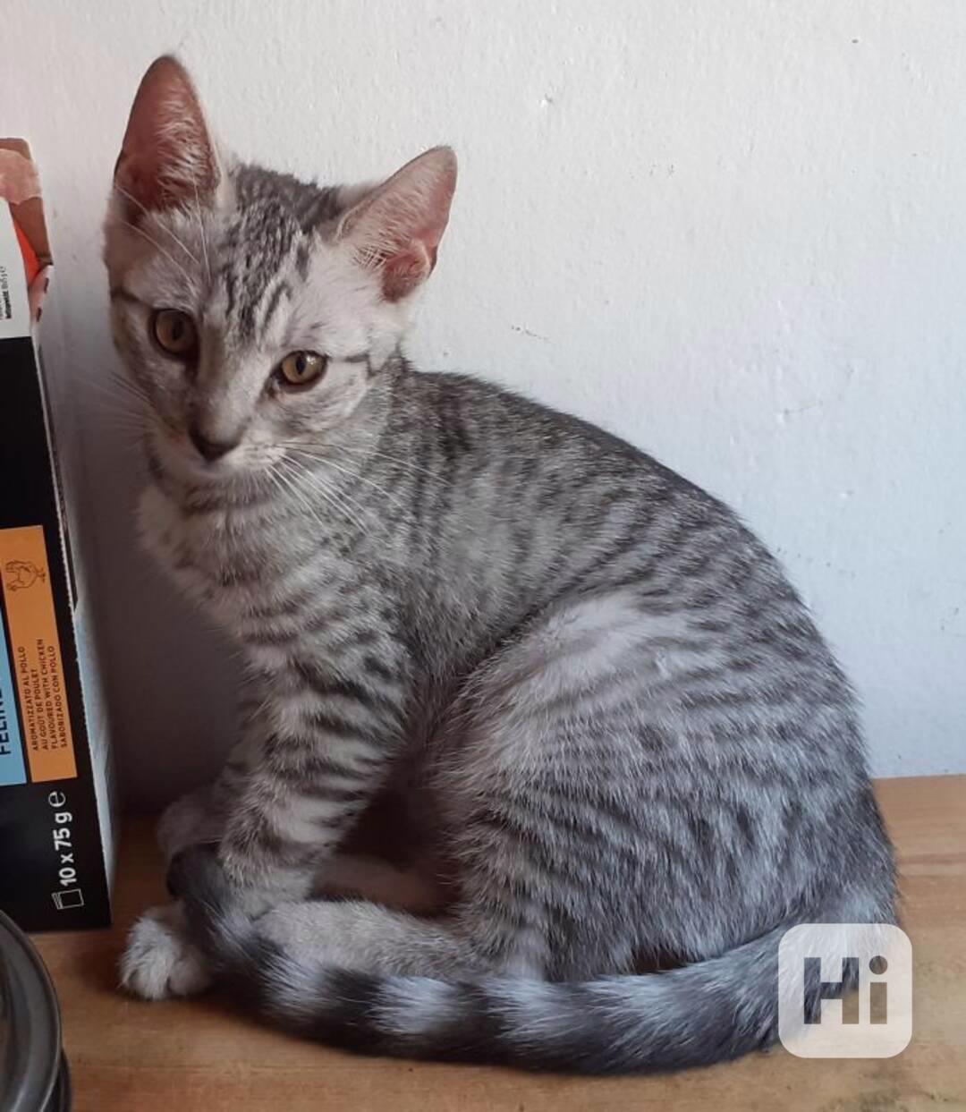 Světle šedivá Sára je klidná, 2,5měsíční milá kočička. - foto 1